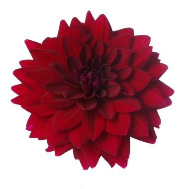 Beyaz arka planda izole Burgundy Dahlia çiçek.