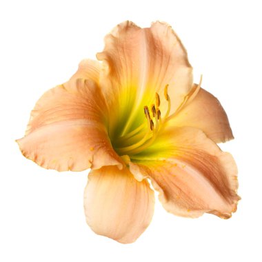 Beyaz arka planda izole bir çiçek günzambak.