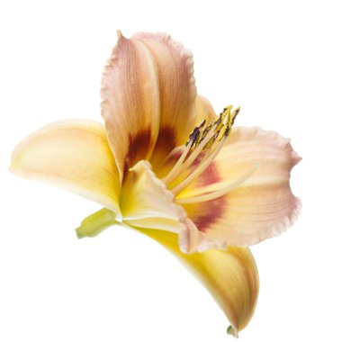 Beyaz arka planda izole narin sarı çiçek daylily hibrid.