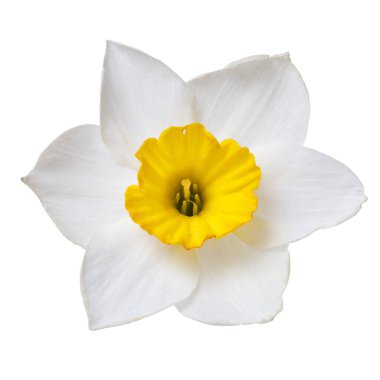 Beyaz bir arka planda izole sarı bir merkezi ile bir nergis çiçeği.