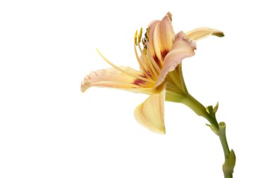 Beyaz arka planda izole narin sarı çiçek daylily hibrid.