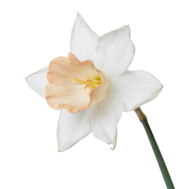 Beyaz arka planda izole narin bej merkezi ile bir nergis çiçeği.