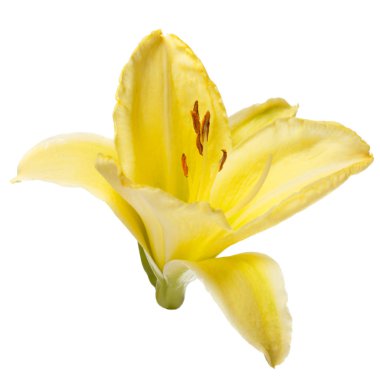 Beyaz arka plan üzerinde izole sarı çiçekler daylily.