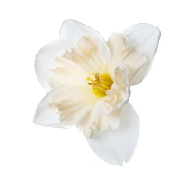 Beyaz arka plan üzerinde izole güzel nergis çiçek.