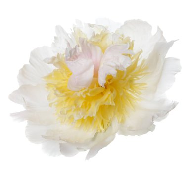 Sarı şakayık ile izole beyaz çiçek.