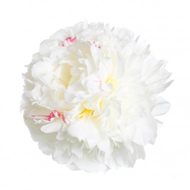 Beyaz arka planda izole narin şakayık