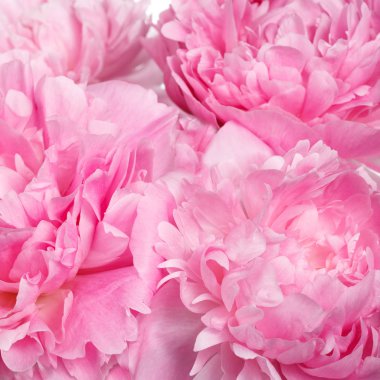 Pembe şakayık soyut çiçek arka plan.