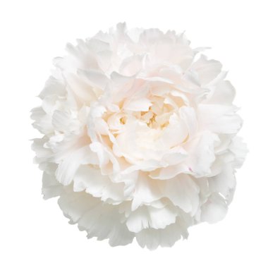 Beyaz arka planda izole narin şakayık