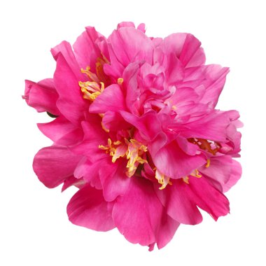 Beyaz arka planda izole edilmiş güzel pembe şakayık..