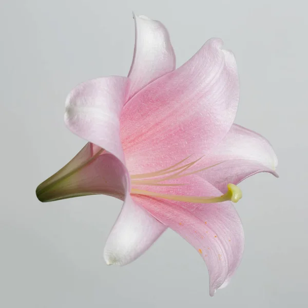 Sanft Rosa Lilie Blume Isoliert Auf Grauem Hintergrund — Stockfoto