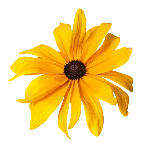 Flor Rudbeckia Amarilla Aislada Sobre Fondo Blanco — Foto de Stock