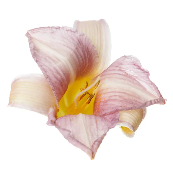 Delikatny Różowy Żółty Kwiat Liliowy Hybrydowy Białym Tle — Zdjęcie stockowe