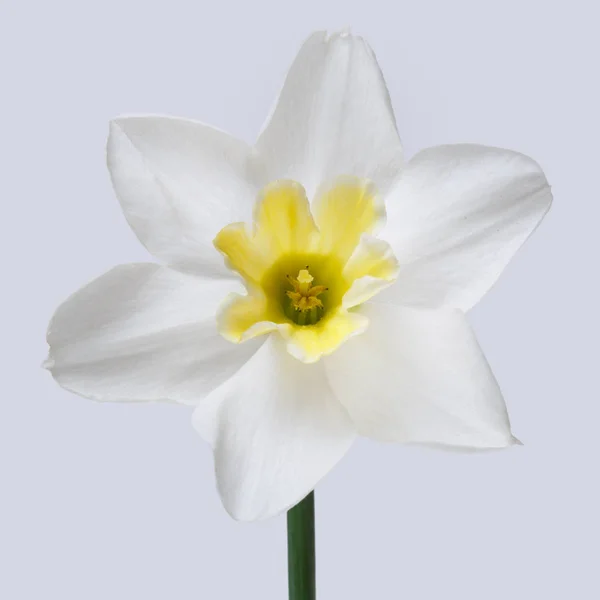 Белый Цветок Нарцисса Желтым Центром Изолирован Сером Фоне — стоковое фото