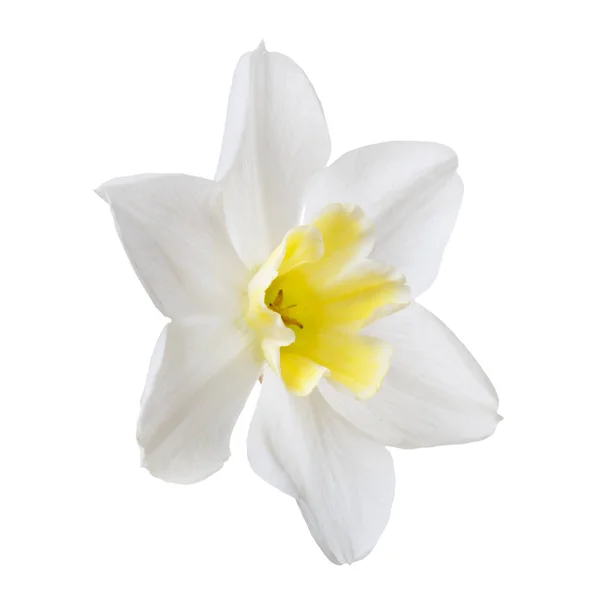 Kwiat Żonkil Żółtym Środkiem Odizolowanym Białym Tle — Zdjęcie stockowe