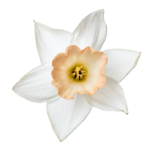 Virág Nárcisz Finom Bézs Központ Izolált Fehér Háttér — Stock Fotó