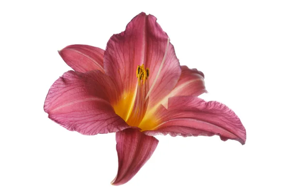 Pink Daylily Flower Isolated White Background — Stock Photo, Image
