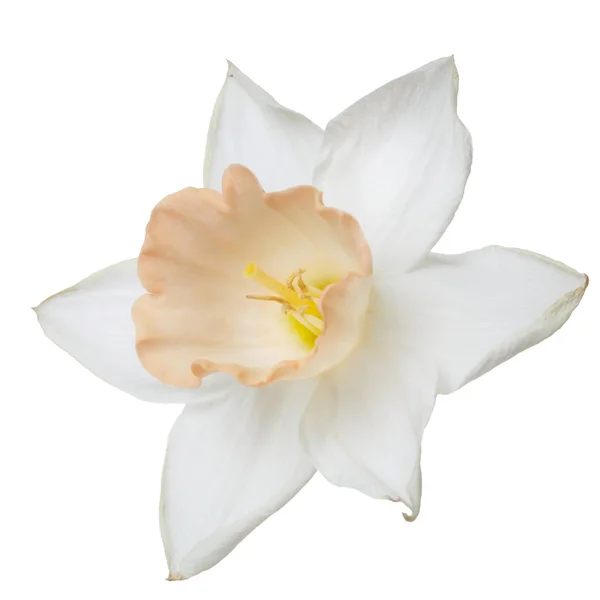 Flower Daffodil Delicate Beige Center Isolated White Background — Stock Photo, Image