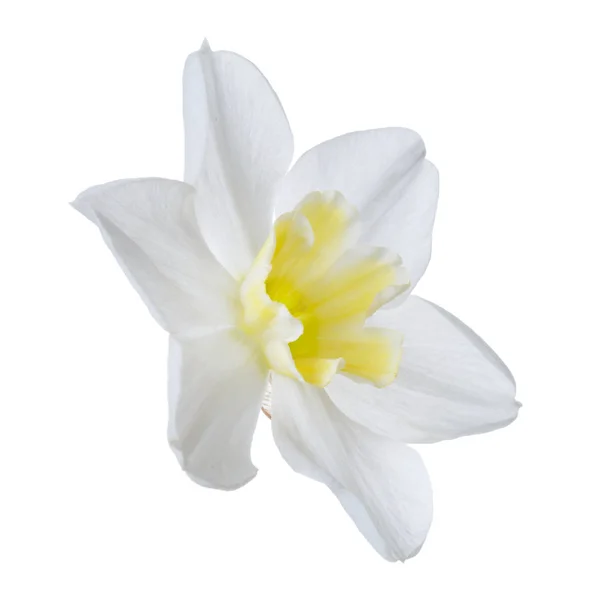 Beautiful Daffodil Flower Yellow Center Isolated White Background — Stock Photo, Image