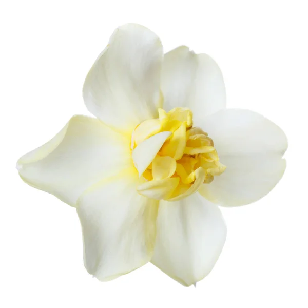 Schöne Narzissenblüte Isoliert Auf Weißem Hintergrund — Stockfoto