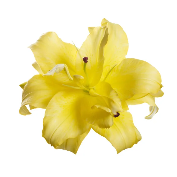 Żółty Kwiat Lilii Frotte Białym Tle — Zdjęcie stockowe