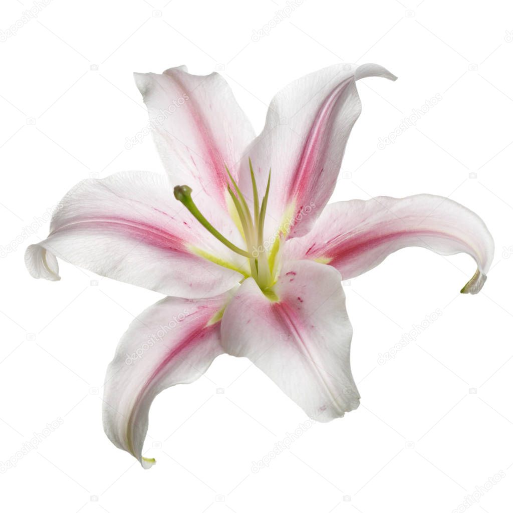White-pink lily flower isolated on white background.