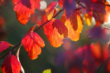 Güneşli bir günde parlak renkli sonbahar yaprakları Çiçek duvar kağıdı.