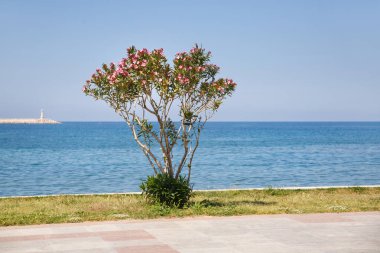 Deniz dolgu üzerinde çiçek açan oleander çalılar ile Peyzaj.