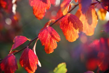 Güneşli bir günde parlak renkli sonbahar yaprakları Çiçek duvar kağıdı.