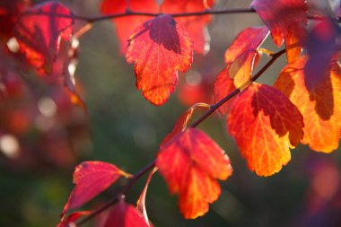 Güneşli bir günde parlak renkli sonbahar yaprakları Çiçek duvar kağıdı.