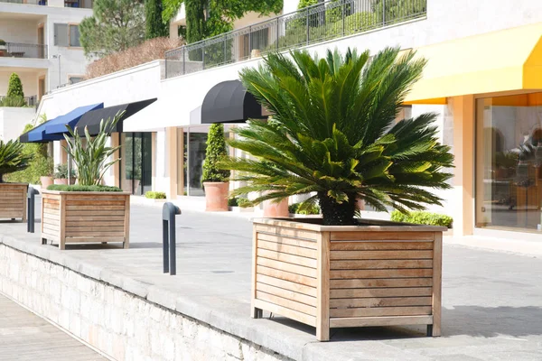 Bañeras Madera Con Palmeras Paseo Marítimo Tivat Montenegro —  Fotos de Stock