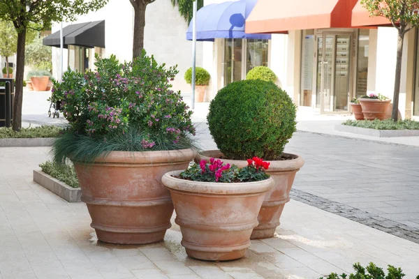 Enormes Macetas Decorativas Con Plantas Calle Tivat Montenegro —  Fotos de Stock