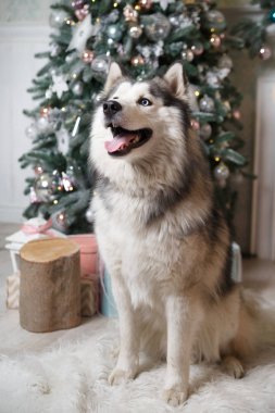 Noel ağacı yakınında Yeni Yıl iç Shaggy mavi gözlü hayvan husky.