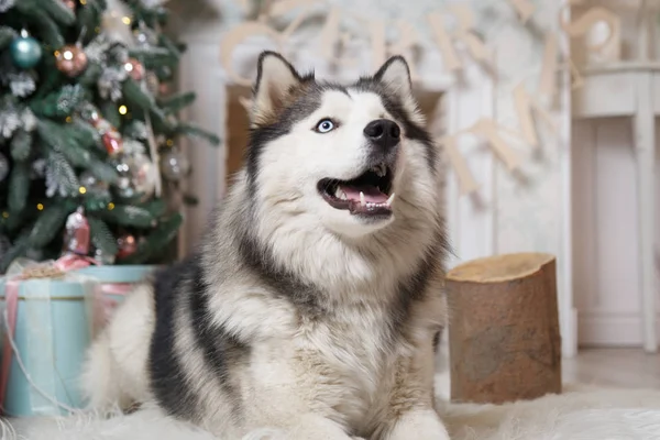 Shaggy Blue Eyed Pet Husky New Year Interior Christmas Tree — Stock Photo, Image