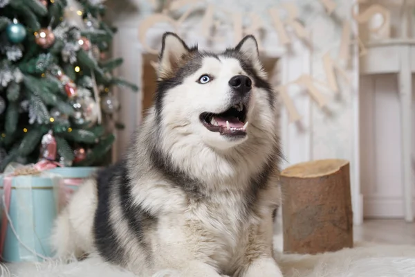 Shaggy Chien Aux Yeux Bleus Husky Intérieur Nouvelle Année Près — Photo