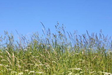 Mavi gökyüzüne karşı doğal duvar kağıdı yeşil çimen.
