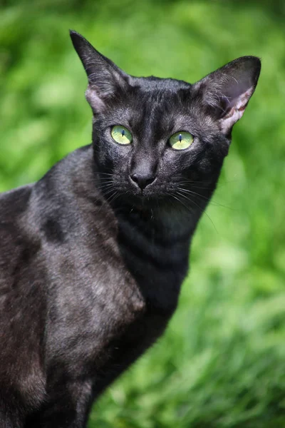 Porträt einer schwarzen Katzenrasse orientalisch — Stockfoto