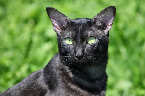 Porträt einer schwarzen Katzenrasse orientalisch — Stockfoto