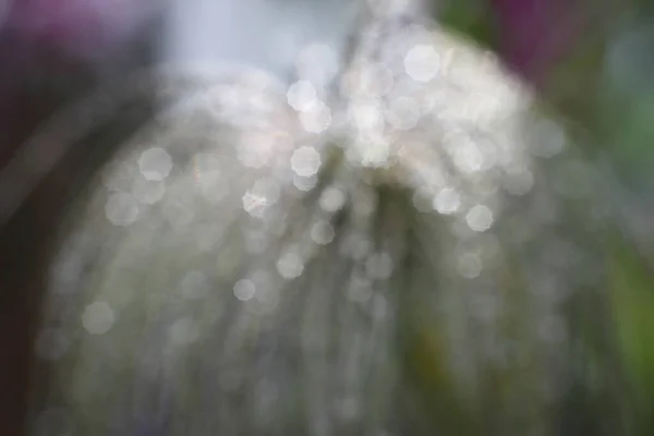 식물의 사항에 빗방울 추상적 매크로 — 스톡 사진