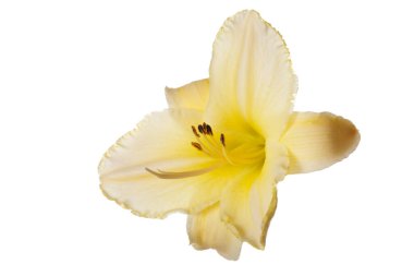 Beyaz arkaplanda izole edilmiş sarı günlük çiçek.