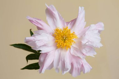 Bej arka planda izole edilmiş yumuşak pembe şakayık çiçeği..