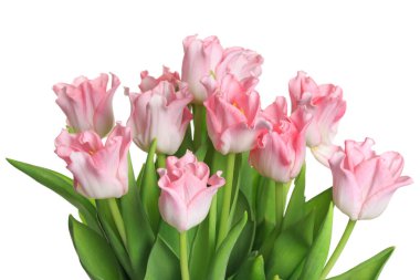 Beyaz arka planda izole edilmiş pembe laleler..