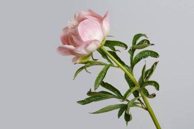 Gri arka planda izole edilmiş yumuşak pembe şakayık.