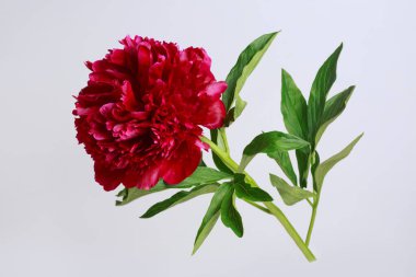 Magenta şakayığı gri arkaplanda izole edilmiş.