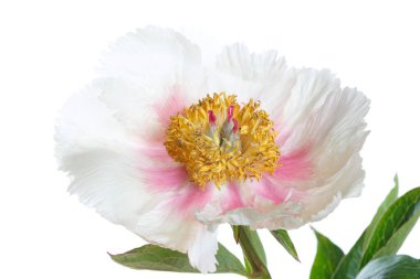 Beyaz arka planda izole edilmiş narin şakayık çiçeği.