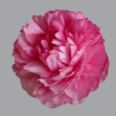 Pembe şakayık gri arka planda izole edilmiş..