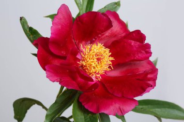 gri arka plan üzerinde izole kırmızı şakayık.