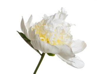 Beyaz arka planda izole edilmiş zarif bir merkezi olan zarif beyaz şakayık..