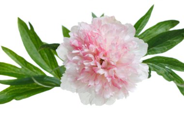 Beyaz arka planda izole edilmiş beyaz pembe şakayık çiçekleri..