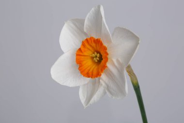 Nergis çiçeği gri arkaplanda izole edildi.