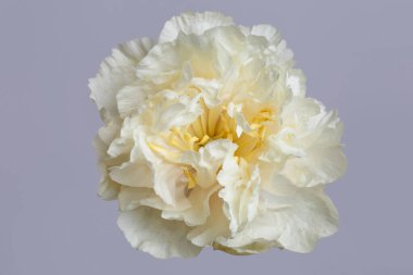 Nazikçe sarı şakayık, gri arka planda izole edilmiş..